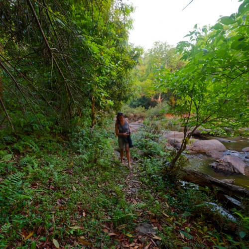 Ambiance jungle