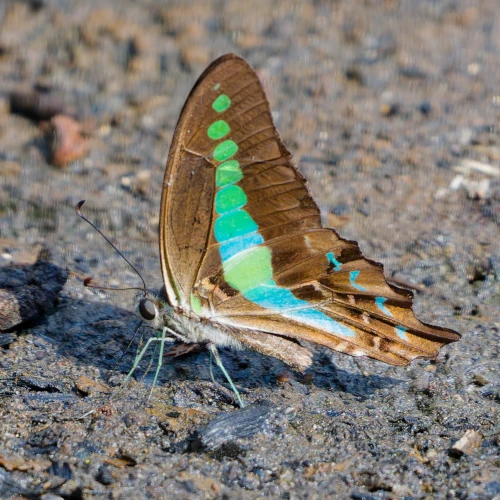 Graphium teredon