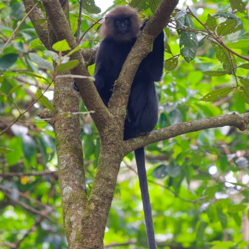 Semnopithèque du Nilgiri Semnopithecus johnii
