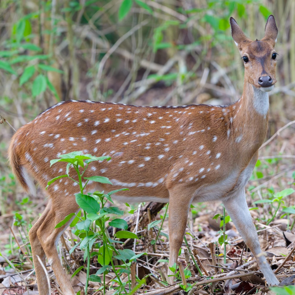 Cerf Axis d'Inde - Axis axis ssp. axis