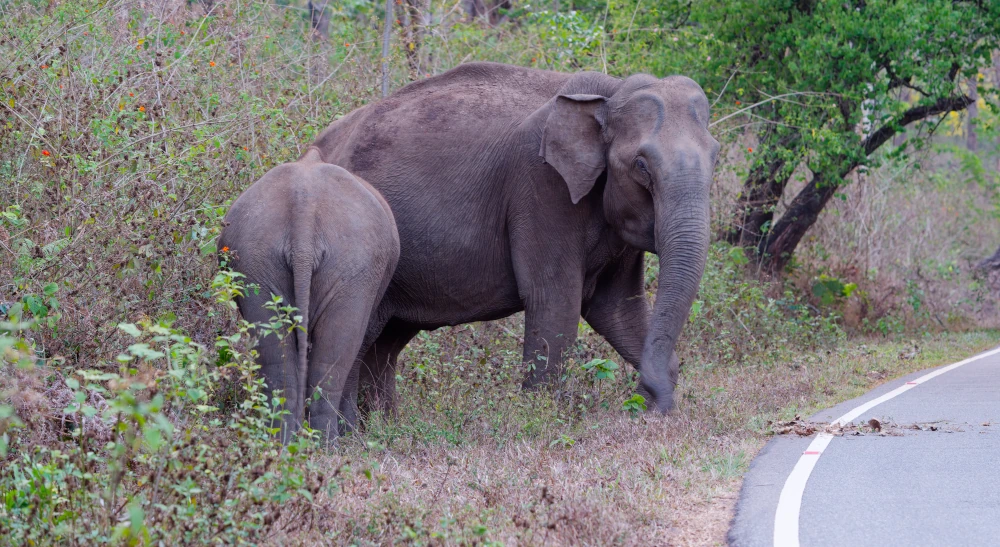 Eléphants au bord de la route