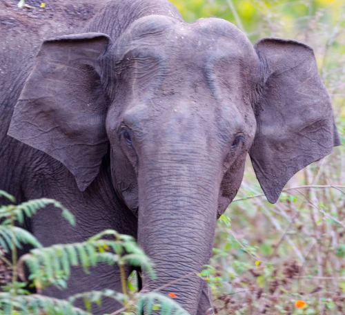 Eléphant d'Inde Elephas maximus ssp. indicus
