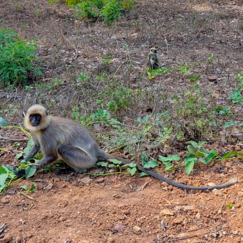 Entelle Aux Pieds Noirs Semnopithecus hypoleucos